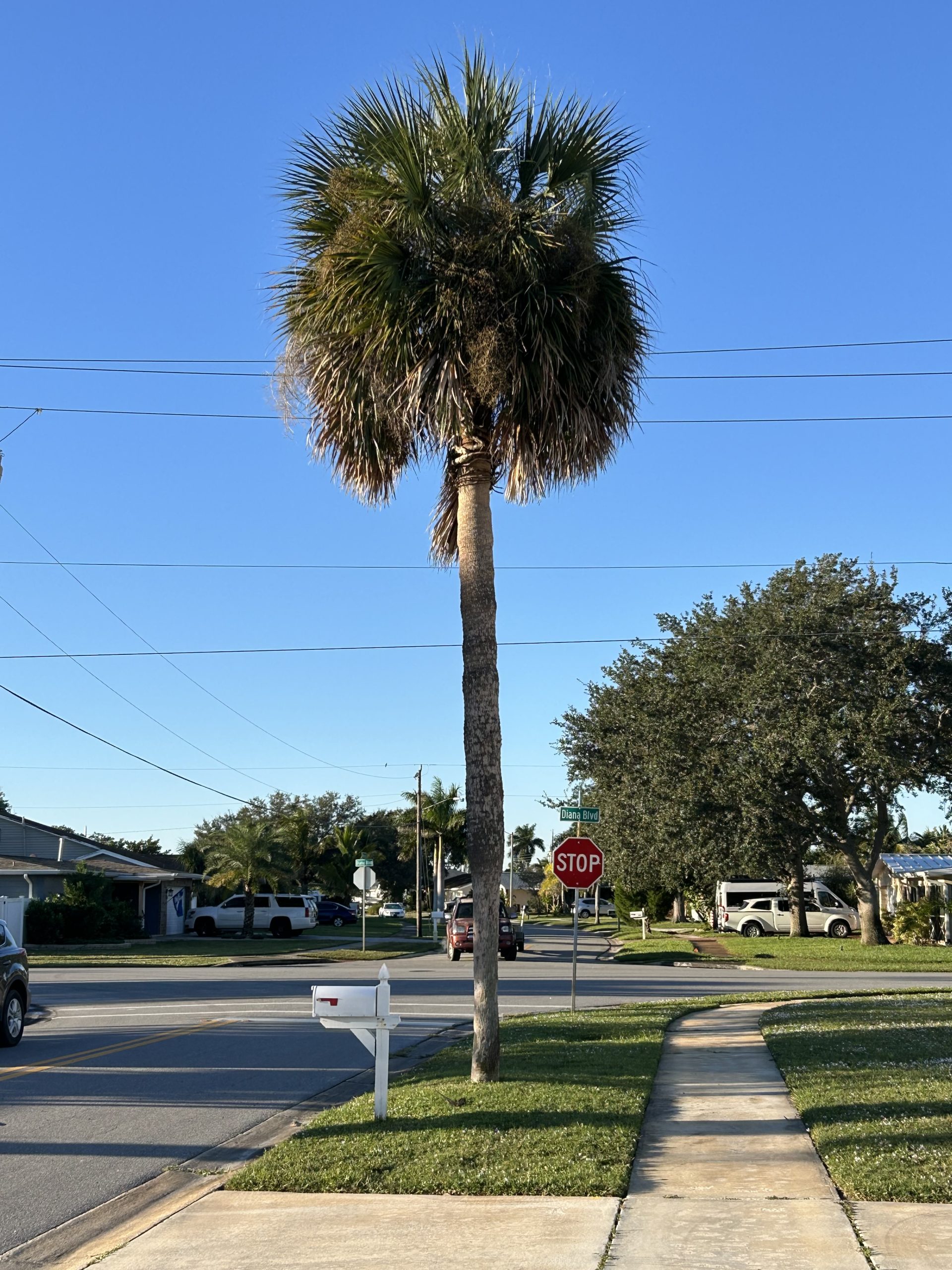 Palm trees before trimming