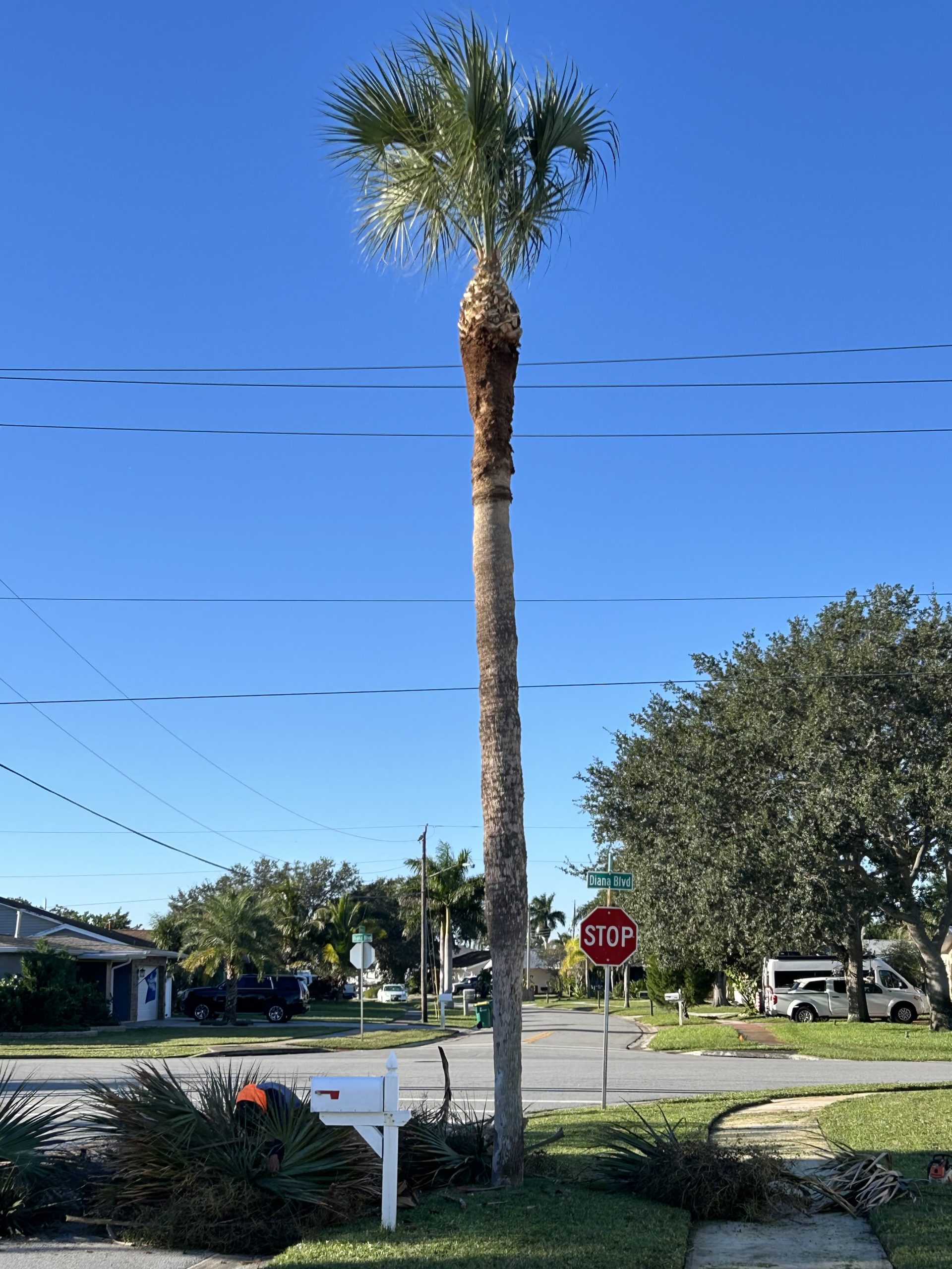 Palm trimming project